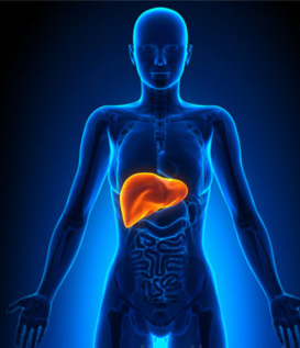 Liver Testing